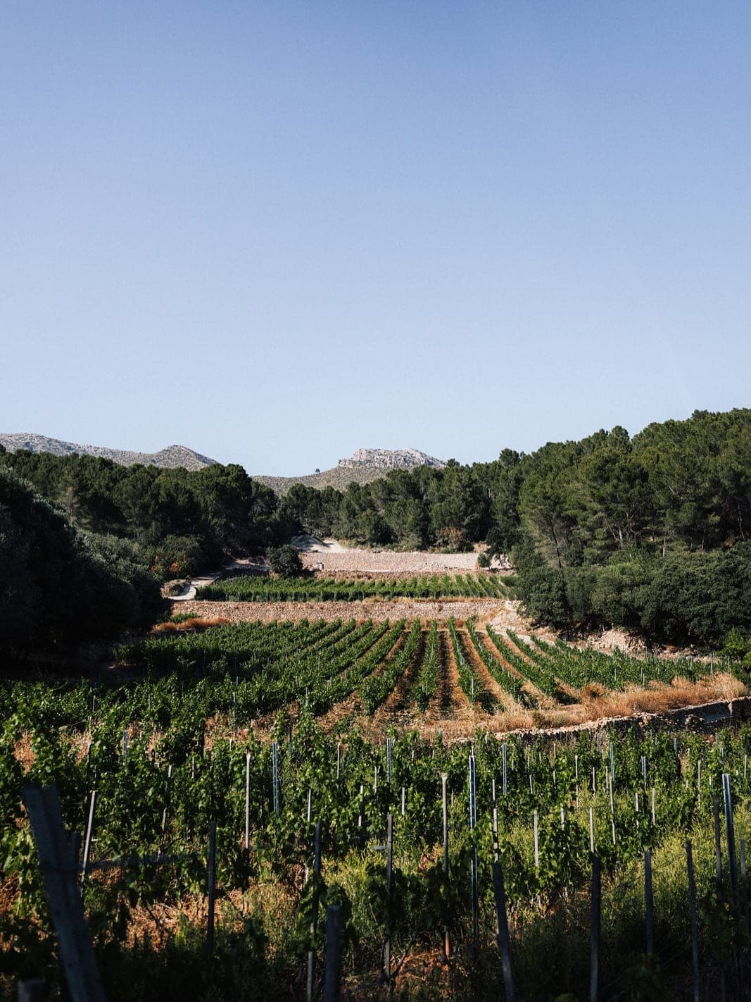 Florale Komposition · Elis Lambert