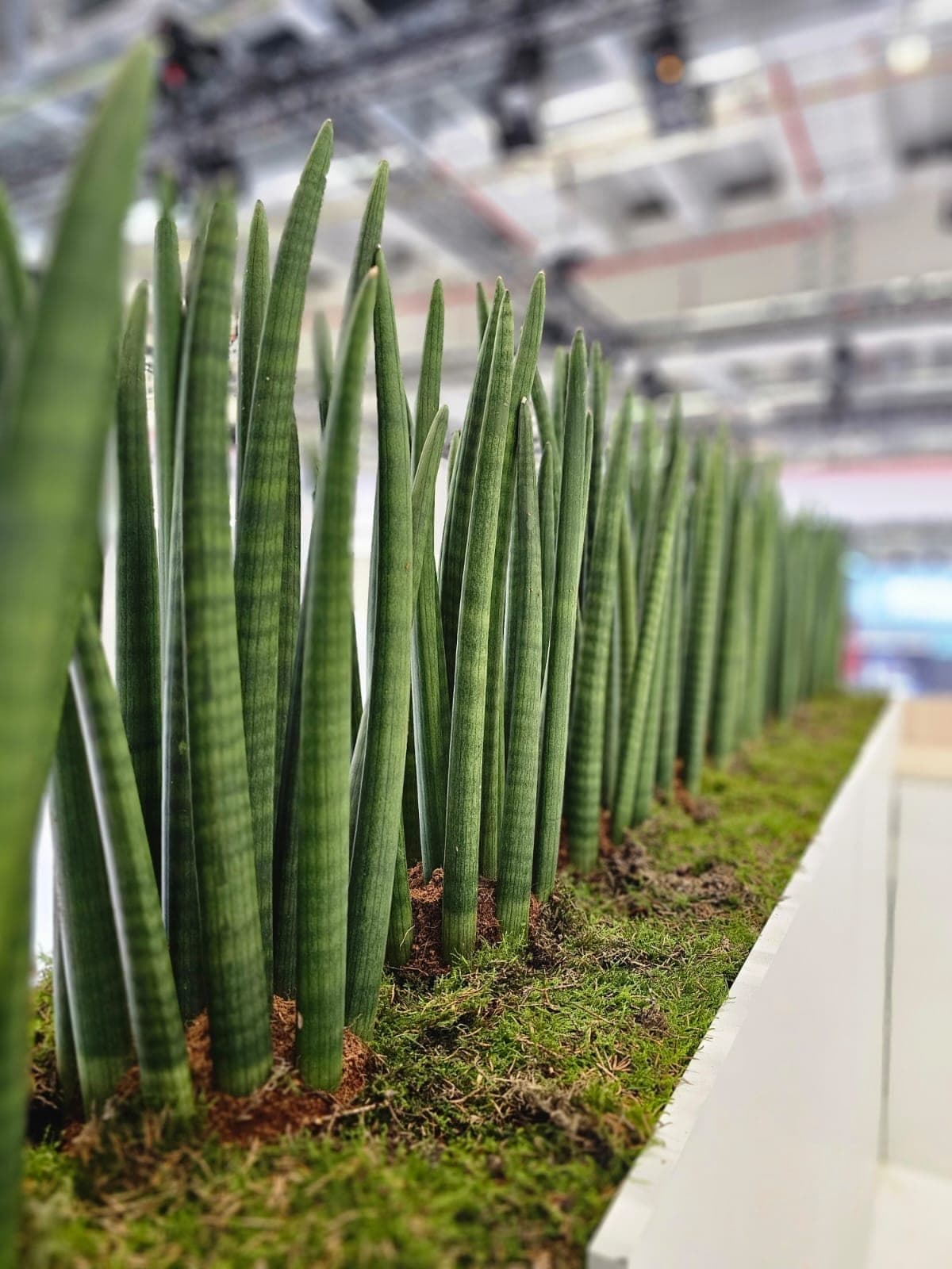 Grüner Pflanzenwald als Messestand-Installation auf der Light + Building Messe Frankfurt